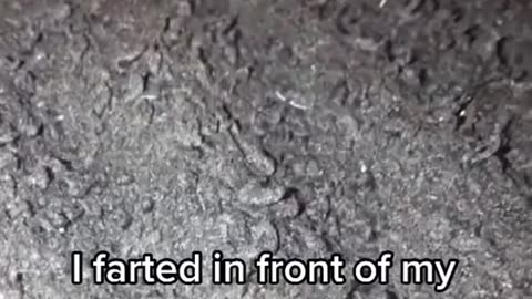 Animal Fart reaction