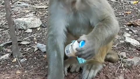 Monkey funny clip