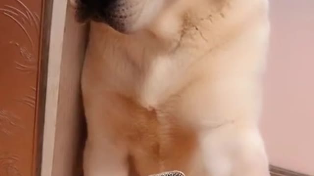 You will get STOMACH ACHE FROM LAUGHING SO HARD 🤣Funny Dog Videos