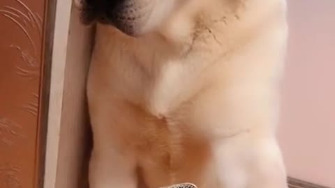 You will get STOMACH ACHE FROM LAUGHING SO HARD 🤣Funny Dog Videos