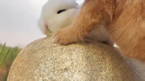 The dog and the rabbit play together. The rabbit is so cute