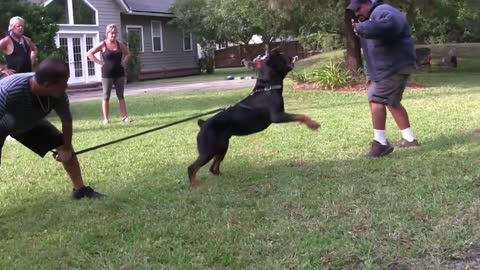 Guard Dog Training Step by Step