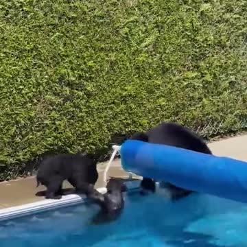 Bear and cubs cool off in backyard bool amid heatwave
