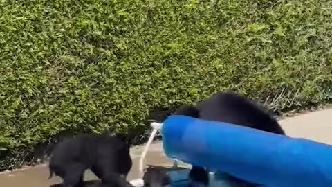 Bear and cubs cool off in backyard bool amid heatwave