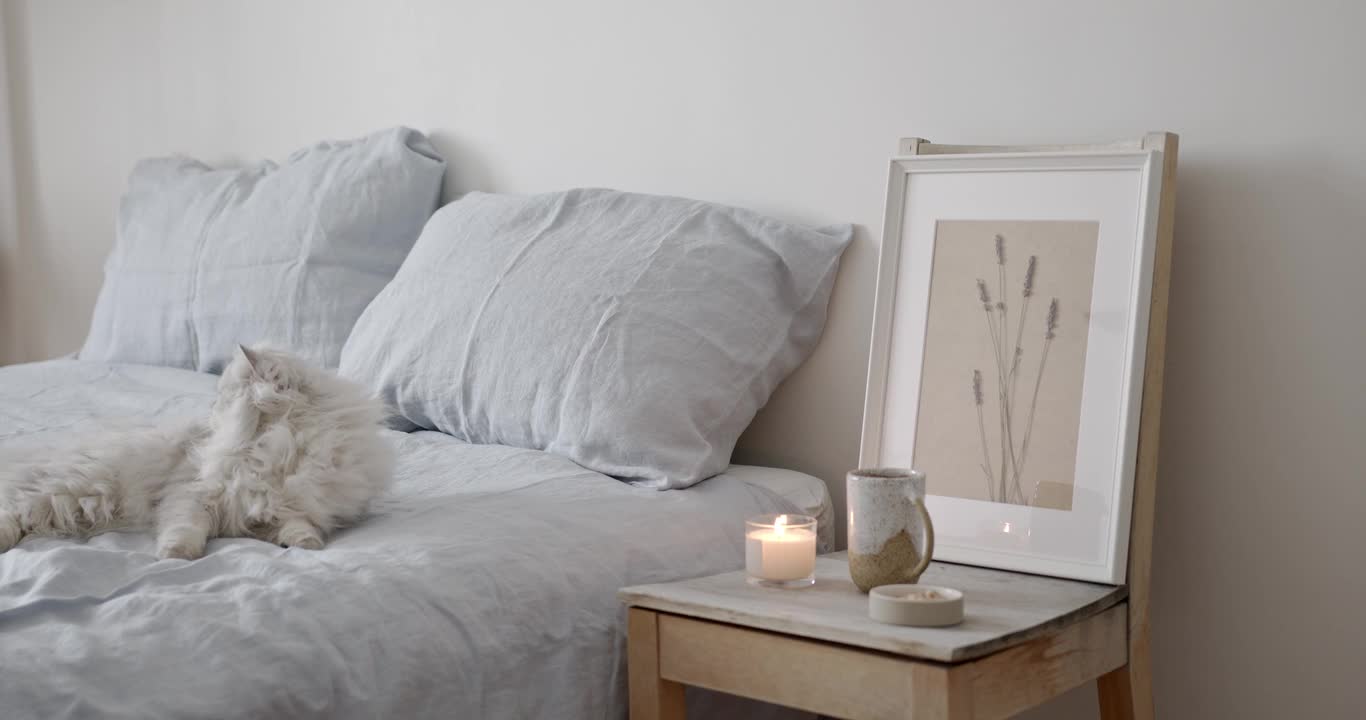 cute cat funny video