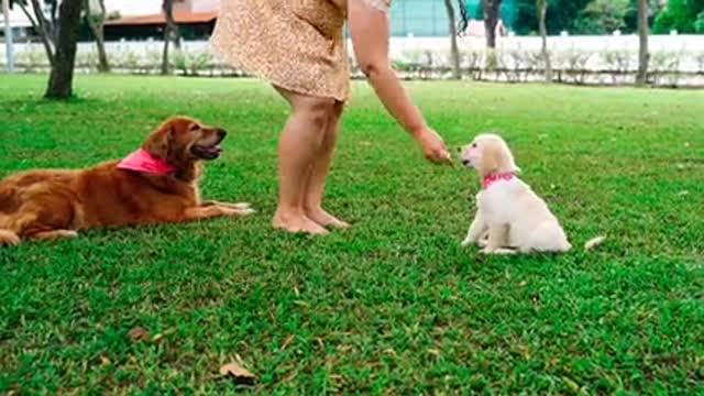 Baby Dogs - Cute and Funny Dog Videos Compilation #1 | Funniest & Cutest Funny Puppy Videos 2021