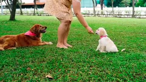 Baby Dogs - Cute and Funny Dog Videos Compilation #1 | Funniest & Cutest Funny Puppy Videos 2021