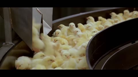 Nathan Fake - The Sky Was Pink (James Holden Remix) & Baraka