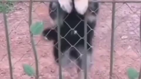 Funny dog