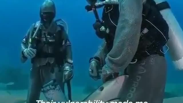 Shark rescue