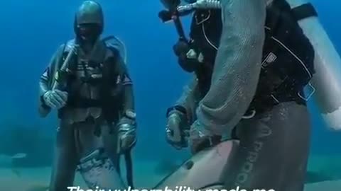 Shark rescue