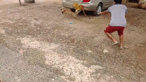 Funny Tiger Prank Dog Run So Funny Action Try To Stop Laugh