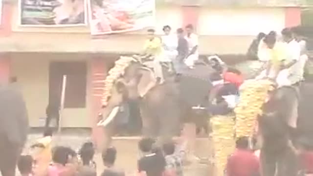 Elephant attack in marriage [SiGator]