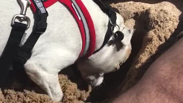 Staffie digging on beach breaks wind