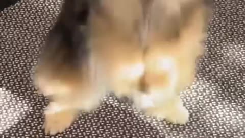 Getting A Pomeranian 🙃 #shorts #dog.mp4