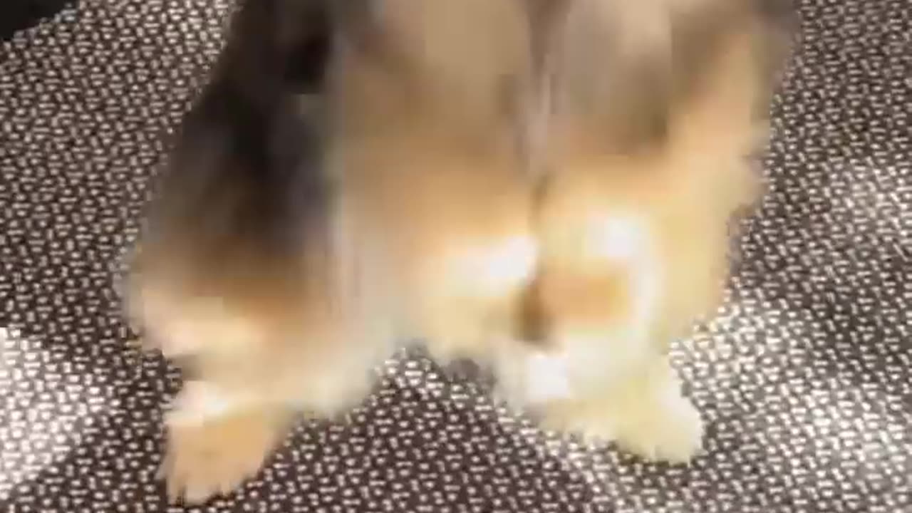 Getting A Pomeranian 🙃 #shorts #dog.mp4