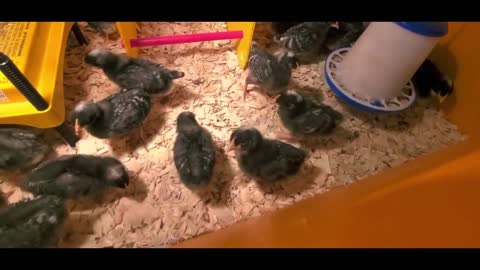 Cannibal Chickens 2 weeks old