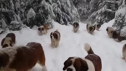 A group of dogs in the snow