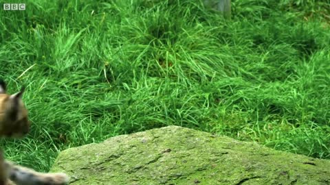 Otters Have a Favourite Rock They Love to Play With! | The Science Of Cute | BBC Earth