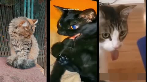 Funniest animal videos ever