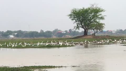 White birds standing