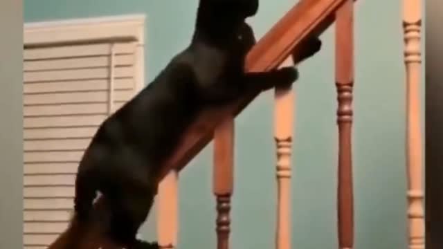 Best Funny Cats Videos || Awesome so Cute Cats 2021