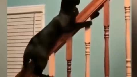 Best Funny Cats Videos || Awesome so Cute Cats 2021