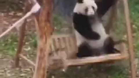 FUNNY ANIMALS VIDEOS TRY NOT TO LAUGH 🤣 | FUNNY CATS | FUNNY DOGS #3