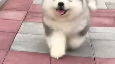 Cute and adorable Alaskan Malamute pets run and play 😍 cute Puppies