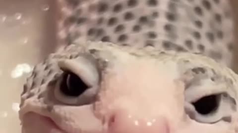 TRY NOT TO LAUGH 😆 Best Funny Videos Compilation 😂😁😆