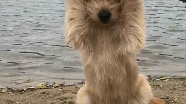 Funny and Cute compilation | Cute compilation. #shorts
