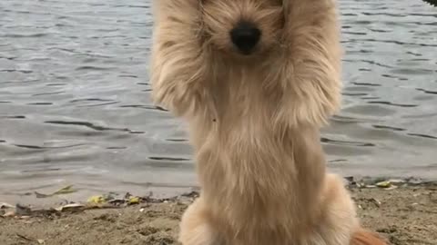 Funny and Cute compilation | Cute compilation. #shorts