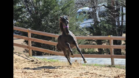 Reina's pedigree in photo