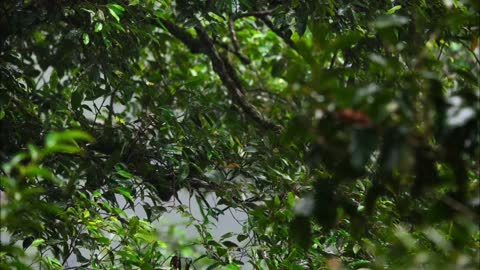 Birds. Beutiful view rain & eagle
