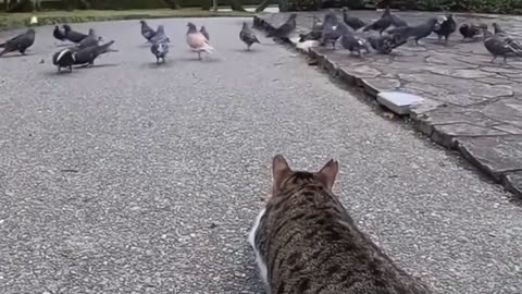 Cats fun