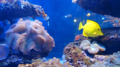 Amazing yellow colored fish swimming