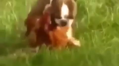 OMG 😱Animals mating different animals mating