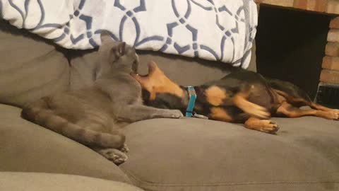 Cat licking dog and putting its face in dogs mouth