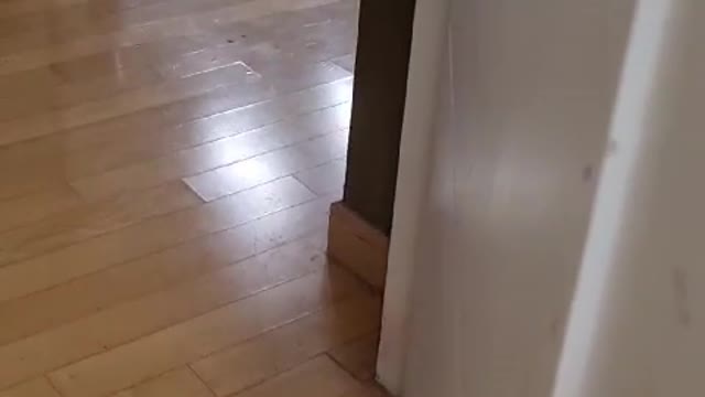 Puppy, what does he want, though? - korean dog Yeoroom, male, 3years old