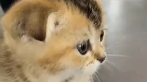 Cutie little kitten