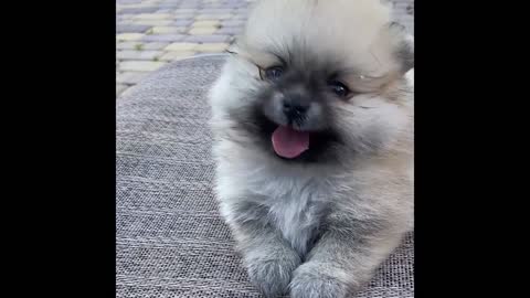 Small pomeranian, it's very hot