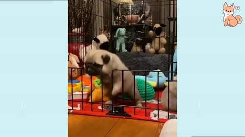 Funny Dog Videos 2024🤣 🐶 It's time to LAUGH with Dog's life