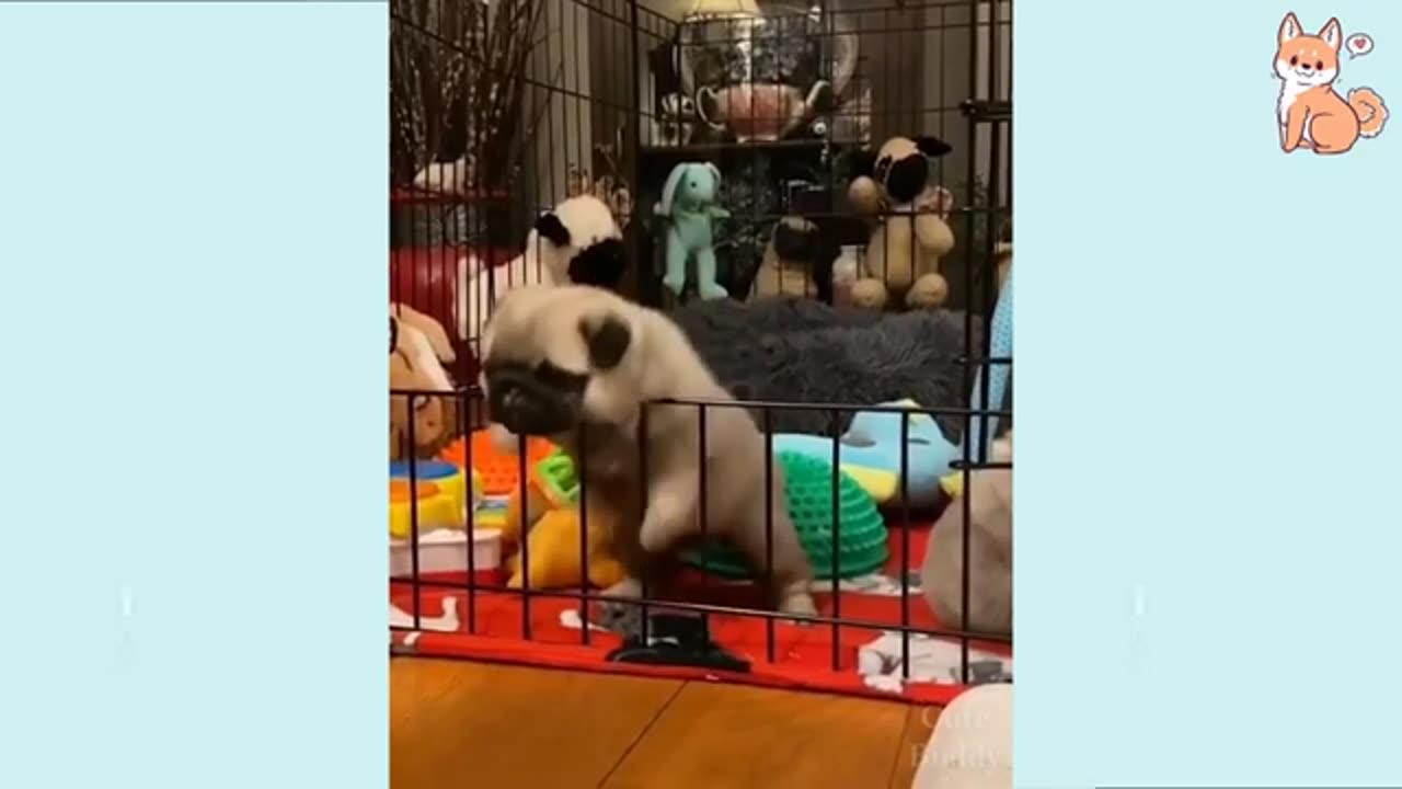 Funny Dog Videos 2024🤣 🐶 It's time to LAUGH with Dog's life