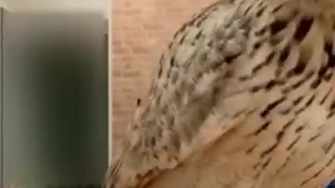 Best Funny Animal Videos of the year (2024), funniest animals ever. relax with cute animals video
