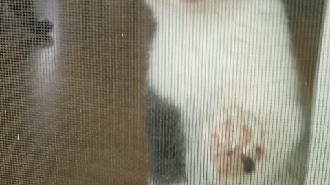 Cat cant come outside so she cries at door