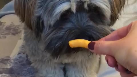 Woman feeds grey dog a cheetos on her bed