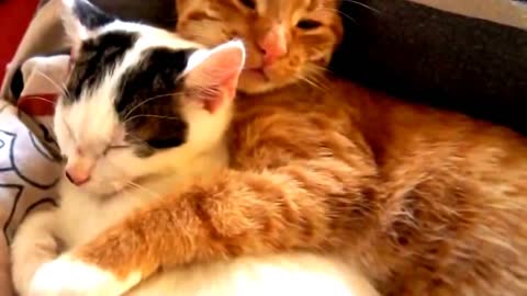 These two cats are the cutest thing you'll see today
