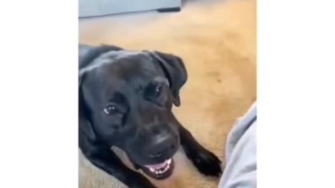 🤣🐾 Watch These Animals Do the Funniest Things! You Won’t Stop Laughing! 😹❤️🐾!!