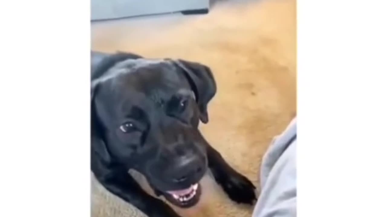 🤣🐾 Watch These Animals Do the Funniest Things! You Won’t Stop Laughing! 😹❤️🐾!!