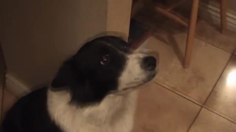 talking dog